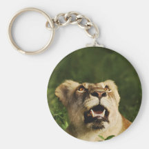 Lion wildlife safari keychains & keyrings