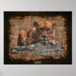 "LIONESS" African Lion Rustic-style Poster Print