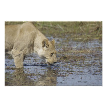 Lioness Drink 1 Photo Print
