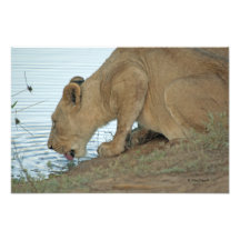 Lioness Drink 3 Photo Print