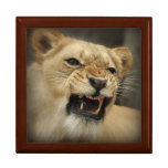 Lioness Gift Box