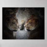 Lioness II Poster
