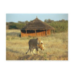 Lioness in Namibia Postcard