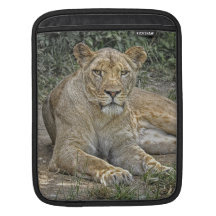 Lioness iPad Sleeves