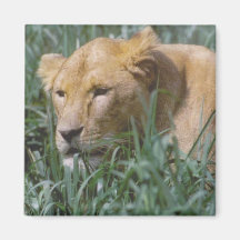 lioness magnets