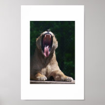 Lioness mouth posters