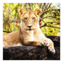 Lioness on the rocks photo art