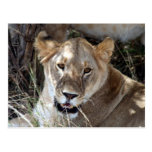 lioness postcard