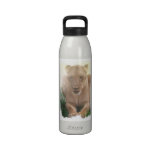 Lioness Profile Water Bottle