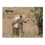 lioness prowl postcard