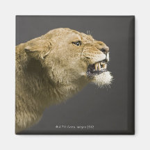 Lioness roaring 2 fridge magnets