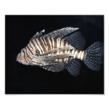Lionfish Art Photographique