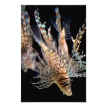 Lionfish Art Photographique