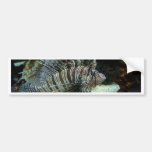 Lionfish Bumper Stickers