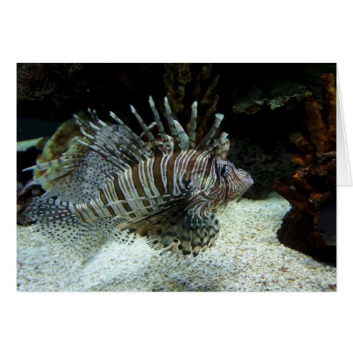 Lionfish Card