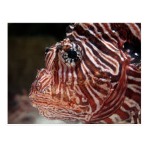 Lionfish Post Cards