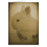 Lionhead Bunny and Teacup Cards