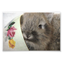 Lionhead Bunny and Teacup