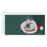 Lionhead rabbit Christmas photo cards