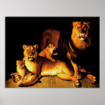 Lions Poster