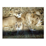 Lions and cub in Botswana Africa Post Card