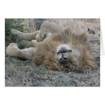 Lions Club, Lion sleeping (Masai Mara, Kenya) Card