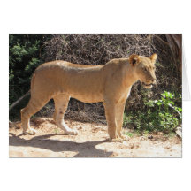 Lions Club, position de lionne (Samburu) Carte De Vœux