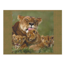 Lions dans les cadeaux et le tee - shirt sauvages carte postale
