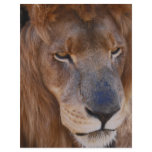 Lions history customized letterhead