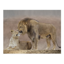 Lions in Love Postcard