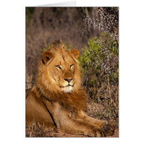 Lions in the Wild Gifts and Tees Greeting Card