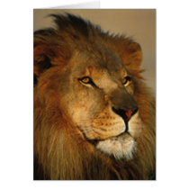 Lions in the Wild Gifts and Tees Card