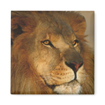 Lions in the Wild Gifts and Tees Fridge Magnet