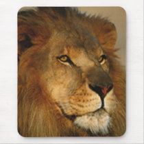 Lions in the Wild Gifts and Tees Mouse Pads