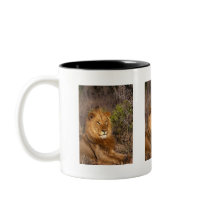 Lions in the Wild Gifts and Tees Coffee Mugs