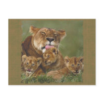 Lions in the Wild Gifts and Tees Postcard