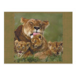 Lions in the Wild Gifts and Tees Postcard
