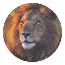 Lions in the Wild Gifts and Tees Stickers