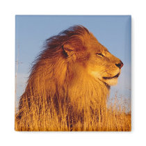 Lions in the Wild Tees, Cards and GIfts Refrigerator Magnets
