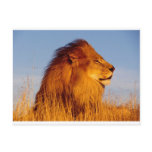 Lions in the Wild Tees, Cards and GIfts Postcards