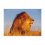 Lions in the Wild Tees, Cards and GIfts Postcards