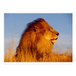 Lions in the Wild Tees, Cards and GIfts Postcards