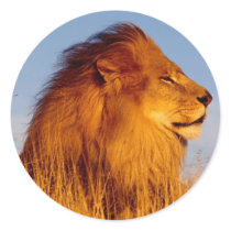 Lions in the Wild Tees, Cards and GIfts Sticker