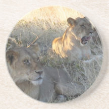 Lions on Safari in Tanzania coaster