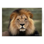 Lions Photograph Greeting Cards