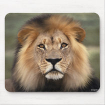 Lions Photograph mousepads