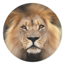 Lions Photograph Stickers