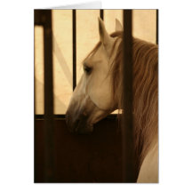 Lipizzan After the Show Cards