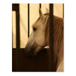 Lipizzan After the Show Post Cards