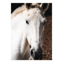 Lipizzaner Horse Invitation